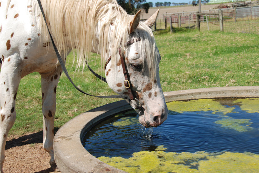 http://hygain.com.au/cdn/shop/articles/know-your-horses-vital-signs_1024x1024.jpg?v=1601970401