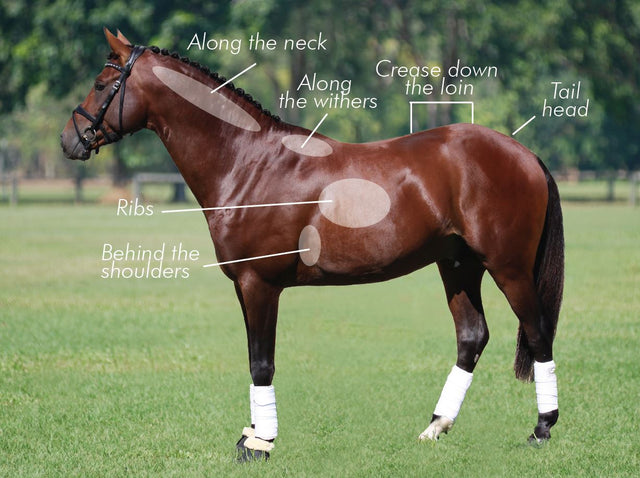 FREE Fact Sheet - Equine Body Condition Scoring Chart