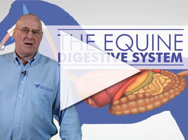 The horse's digestive system explained via video