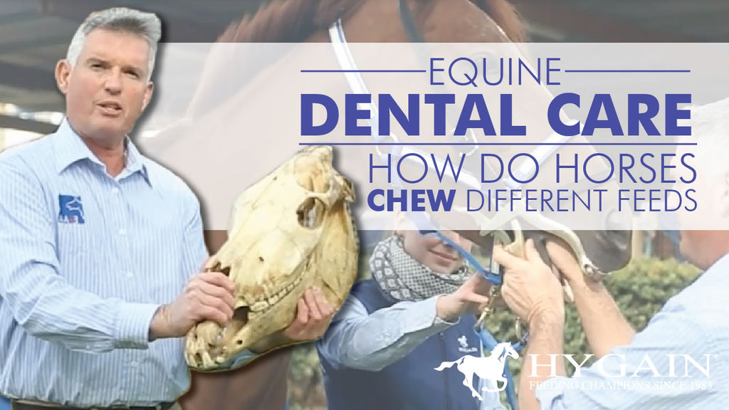 [Video] - Equine Dental Care - How Do Horse's Chew? | Category_Articles ...