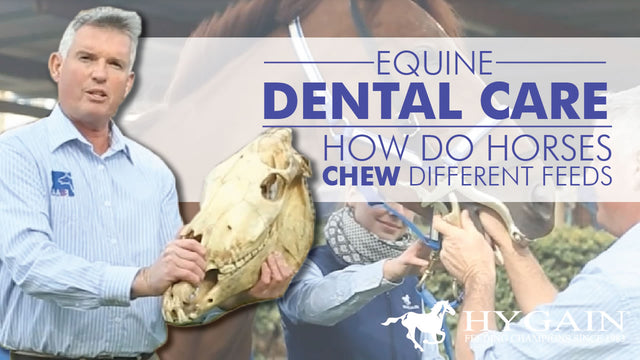 Equine Dental Care - How do horses chew