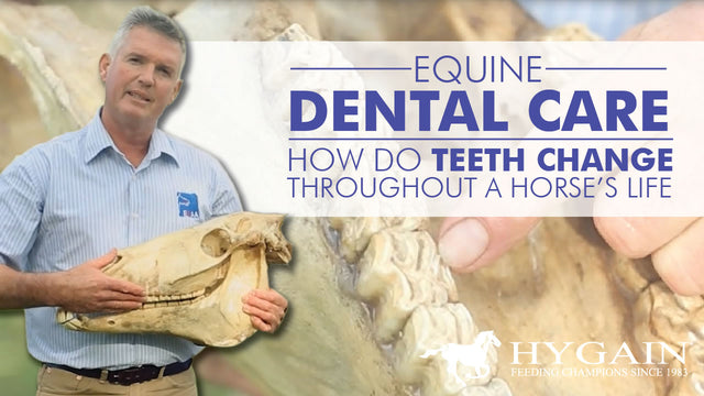 [Video] - Equine Dental Care - Teeth issues affecting horse health