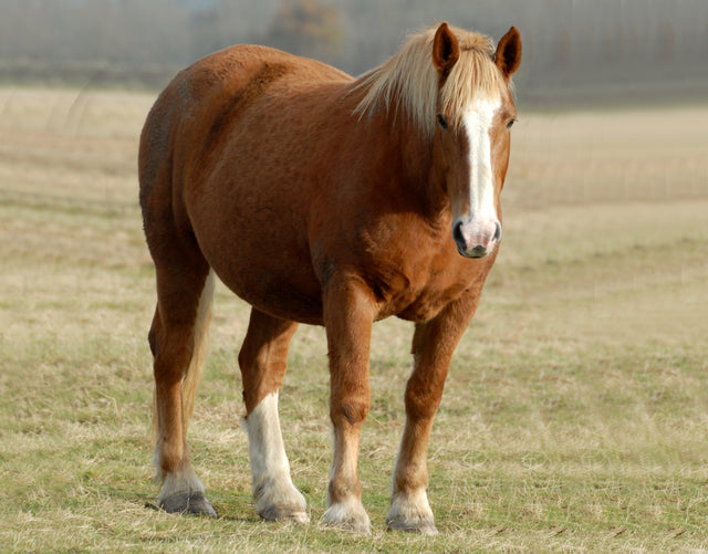 FREE Fact Sheet - Laminitis in Horses