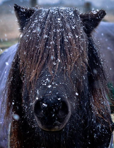 Feeding horses in winter