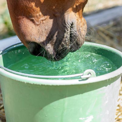How to get on top of horse dehydration this show season