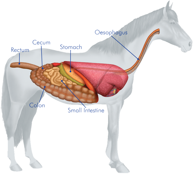 Horse's Digestive System