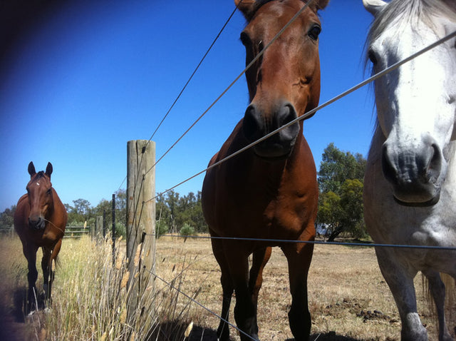 Nutrient deficiencies in horses - Horses in paddock