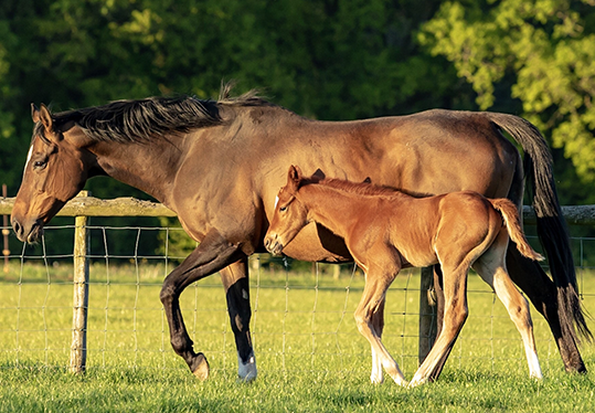 Feeding the broodmare