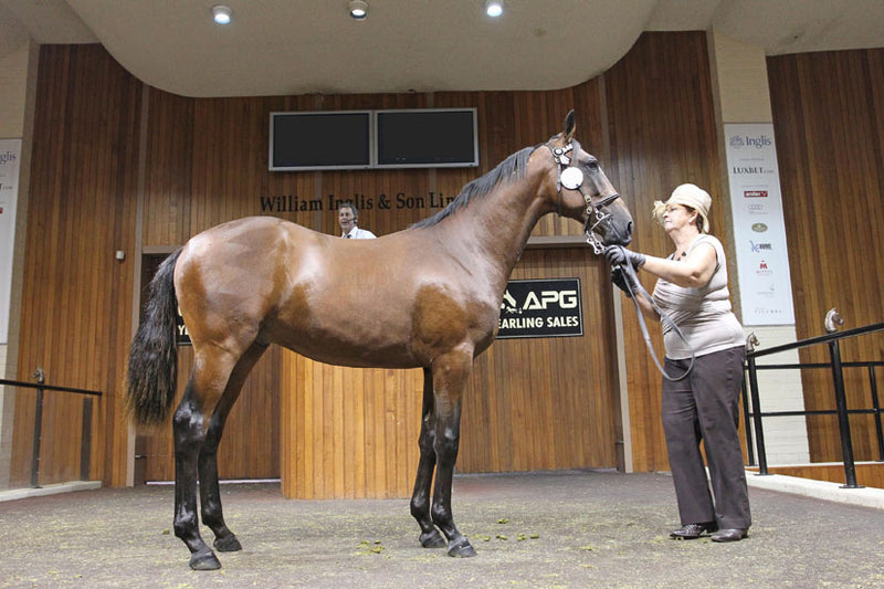 Yearling Horse Feed