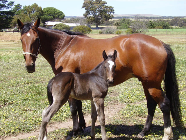 A healthy foal starts with a healthy mare