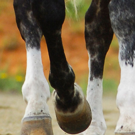 How to manage arthritis in horses with supplements