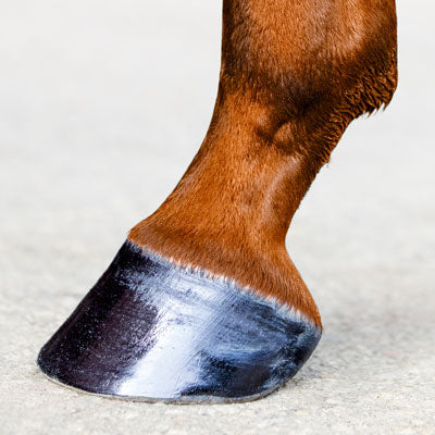 What does a horse need for healthy hoof growth?