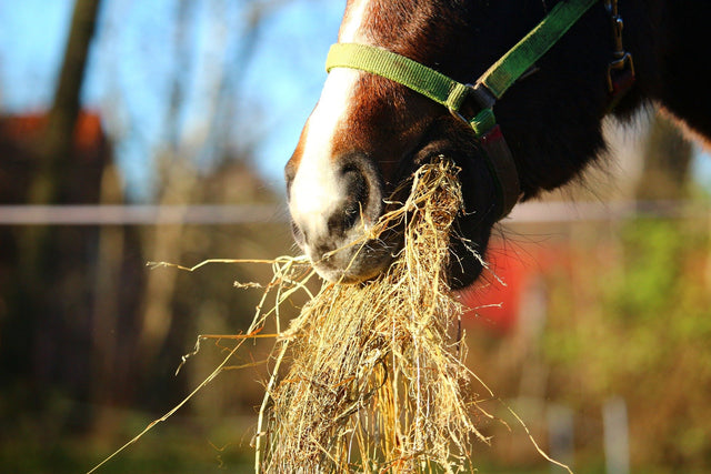 What type of roughage is best for your horse?