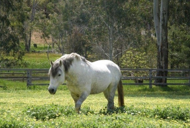 overweight-horse-in-pasture