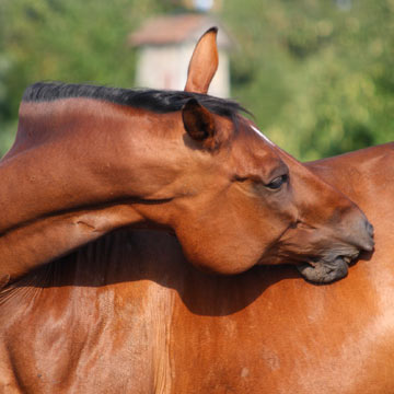 Prebiotics & Probiotics – Are these just fancy additives in horse feed?