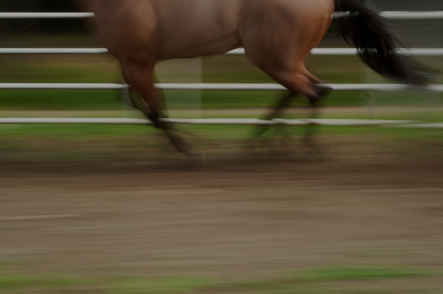 A muscled horse running